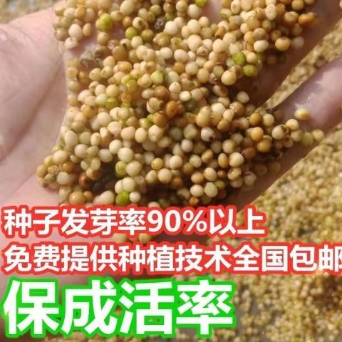 云南黄精种子滇黄精种籽老虎姜种子节节高种子种苗姜型多花甜黄精图片