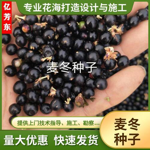 多年生麦冬种子耐寒耐热野生麦冬种子麦冬草种子川麦冬种子材