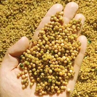 黄精种子多花黄精种子老虎姜种子节节高种子多花姜型黄精