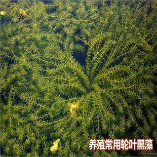 水草种子伊乐藻轮叶黑藻苦草水花生小龙虾鱼蟹养殖水草籽成草鱼塘