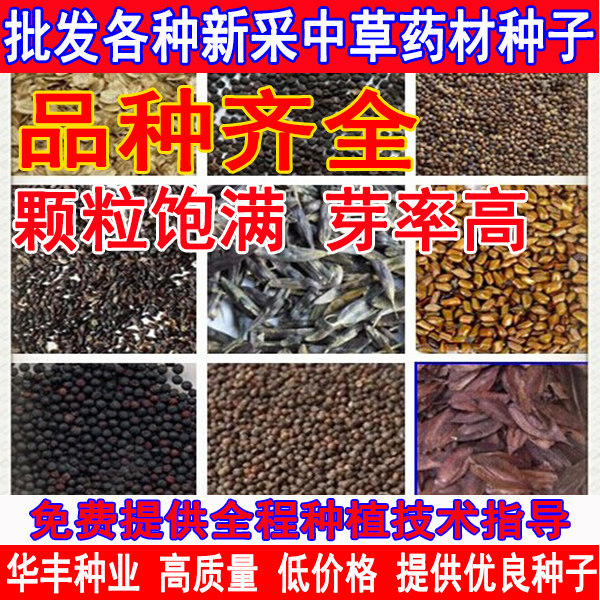 防风桔梗中药材种子图片