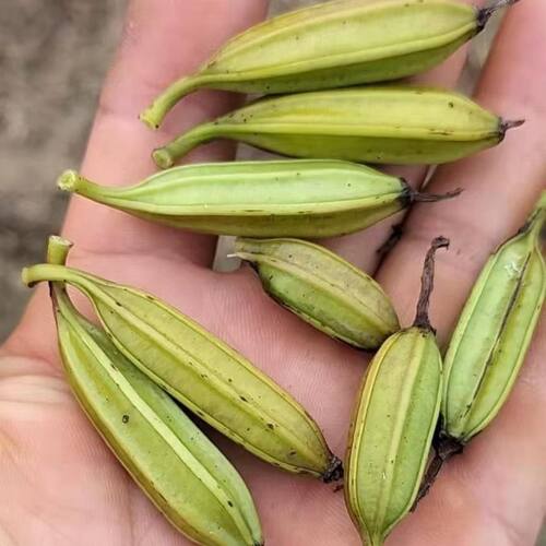 三叉白芨种子 紫花三叉大白芨果夹 宽叶品种白芨种子