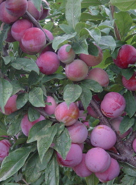 新采收红叶李 紫叶稠李种子 三华李树种 欧李果树种 李子