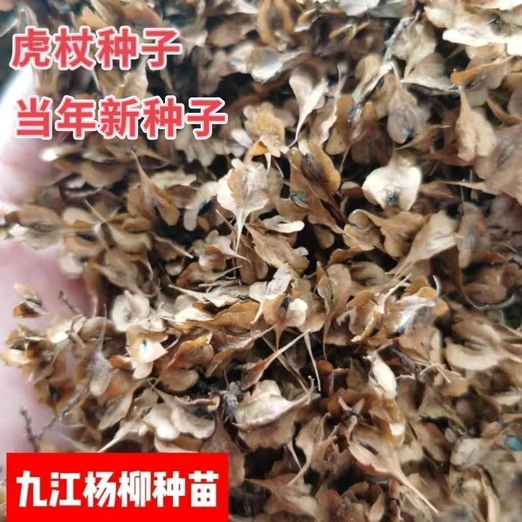 育苗专用虎杖种子当年新采虎杖种子名贵中药材种子野生虎杖种子