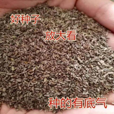 新柴胡种子产地药材柴胡种子抗寒北柴胡种子野生柴胡籽种31号