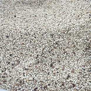 白高粱种子软糯可做米饭粥杆可喂食牲畜猪马牛羊高发芽率牧草