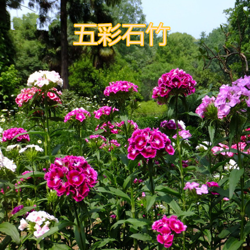 五彩石竹种子常夏石竹阳台庭院景观绿化美国石竹耐寒草花种子包邮