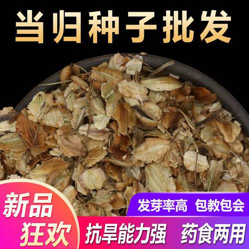 新鲜当归种子野生特级正品岷县当归种籽中药材种植苗苦参党参种孑