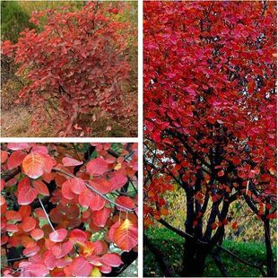 黄栌种子 红叶黄栌种子 红栌种子 黄道栌 香山黄栌树种子金叶黄栌