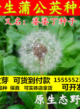 新采蒲公英种子野生四季易种食用多年生婆婆丁大叶蒲公英种子包邮