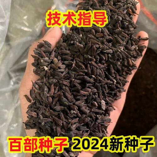 红花白花对叶百部种子种苗品种纯正包邮发货2024新种