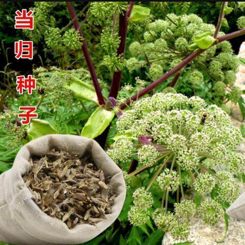当归种籽新产中药材种子新药材岷县云种籽四季播种可食用芽率高