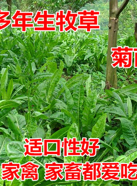 牧草种子 净籽菊苣种子 营养丰富 菊苣适口性好 各类畜禽均喜采食