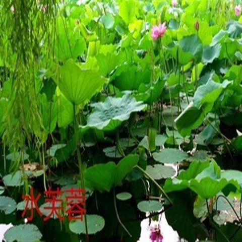 水草种子伊乐藻轮叶黑藻苦草水花生小龙虾鱼蟹养殖水草籽成草鱼塘
