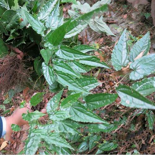 淫羊藿种子 三枝九叶种子 庭院阳台盆栽种植纯淫羊藿小苗