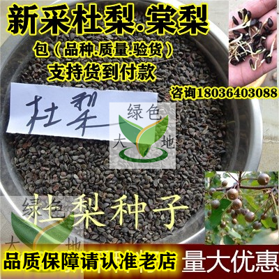 新采杜梨种子梨树种籽海棠