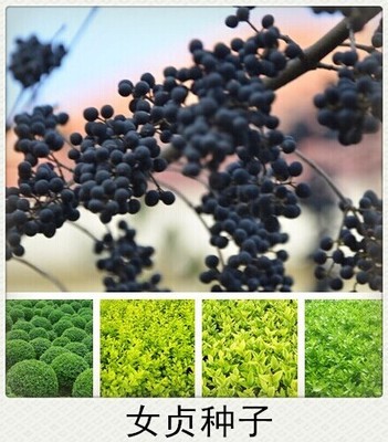 女贞种子 新采大叶女贞种子 优质高杆金叶女贞种子 冬青树种子