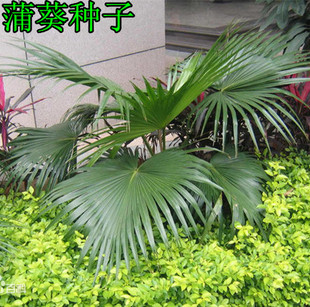 蒲葵种子  别 称 扇叶葵 葵树  风景树种子 林木种子庭院绿化易种