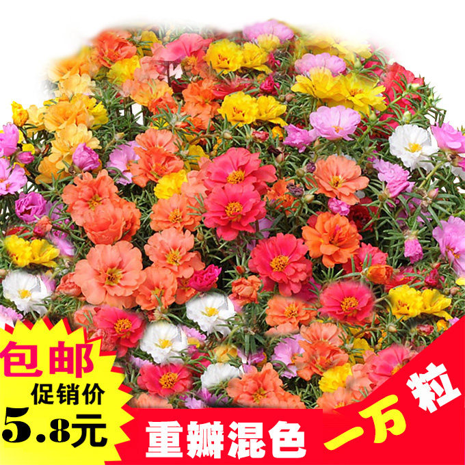 太阳花种子波斯菊百日草满天星雏菊四季易种盆栽阳台庭院花种子