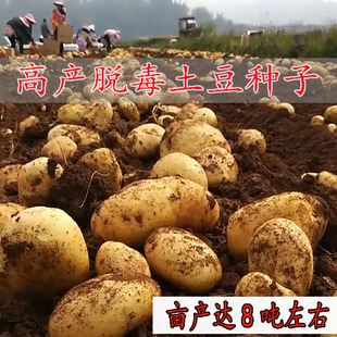 荷兰黄心高产早熟土豆种子希森6号大果803脱毒马铃薯洋芋种薯包邮