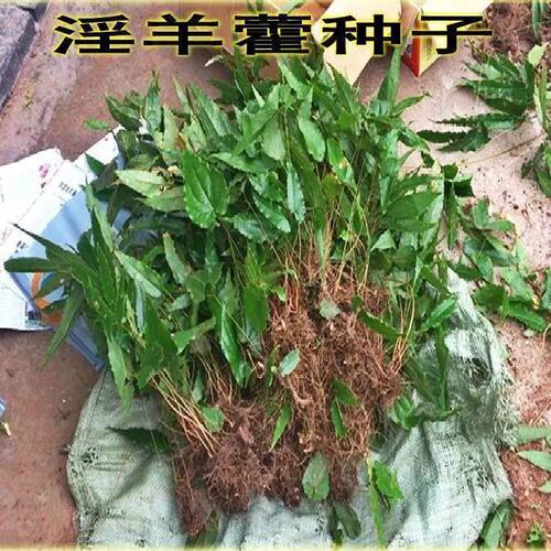 药材种子 野生淫羊藿种子 三枝九叶草 植物种子