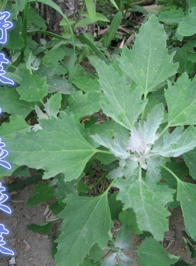 野菜种子 野生灰灰菜种子四季种蔬菜种子 味道鲜美 营养价值丰富