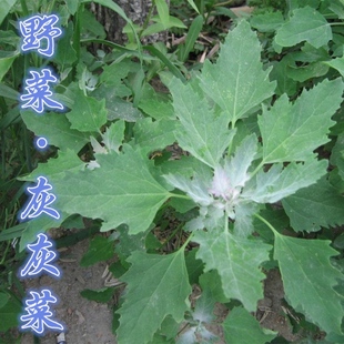 野菜种子 野生灰灰菜种子四季种蔬菜种子 味道鲜美 营养价值丰富