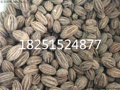 珍贵盆栽种子树苗珙桐