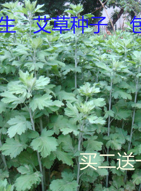 野生香艾草种子四季种植食用药用艾叶艾蒿五月艾斩艾种子迷迭香