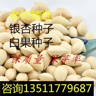 新采银杏种子白果种子银杏树种子绿化苗木树种子2018新种子银杏籽