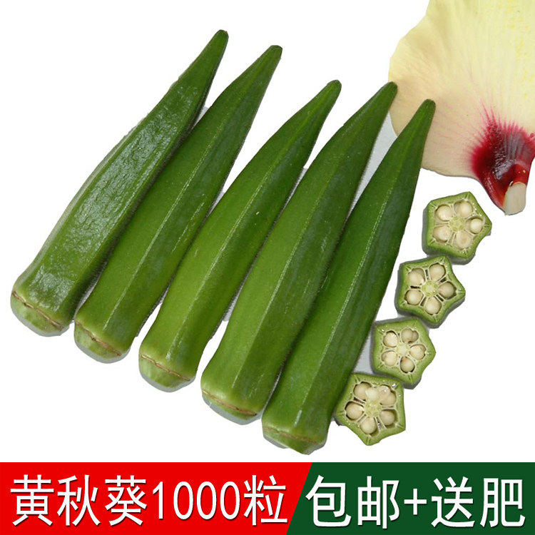 黄秋葵种子菜园秋葵种子红秋葵种子绿秋葵菜蔬菜种子四季包邮