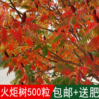 种子加拿大盐肤木