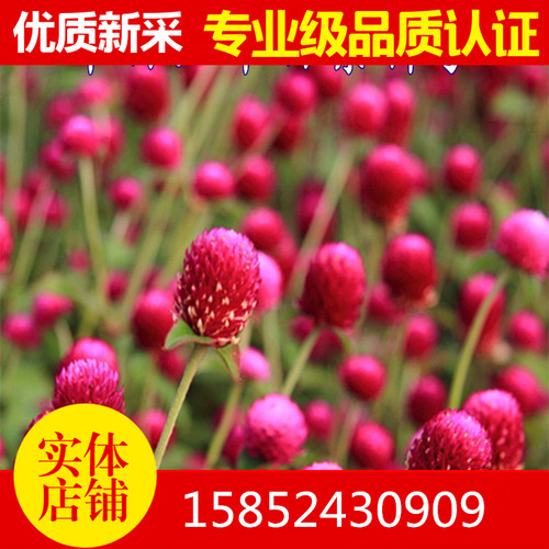 千日紫绿化易活观花种子