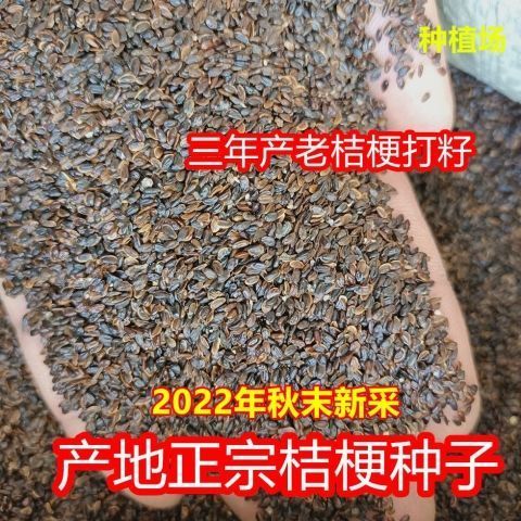 正宗新桔梗种子中药材桔梗籽产地高产药材桔梗种子籽免费指导种植图片