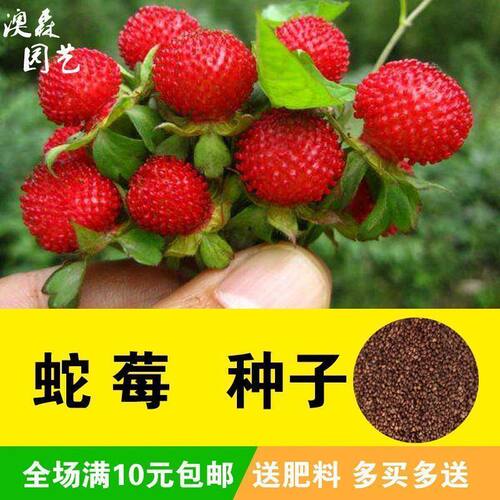 蛇莓种子野草莓种籽药材中草药蛇泡草家庭阳台盆栽瓜果庭院龙吐珠