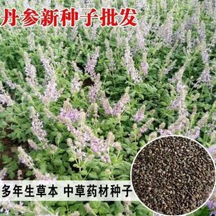 新采丹参种子散装中药材草药籽易种易管理大红根血药材种子