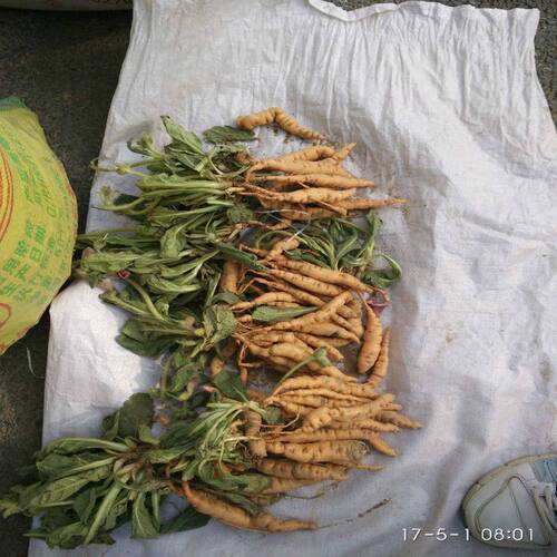新采摘中药材种子 生地籽 生地黄种子生地黄种籽 生地黄种籽