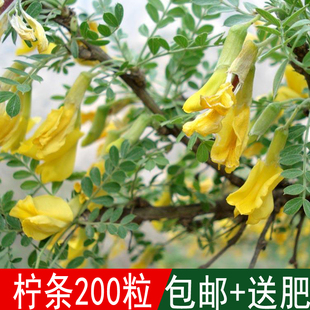 新采林木种子柠条种子别名毛条白柠条护坡专用固土性强