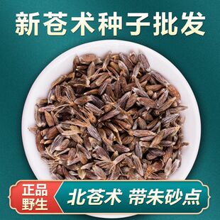中药材北苍术种子苍术种籽新鲜苍术种植苗带砂点含量高