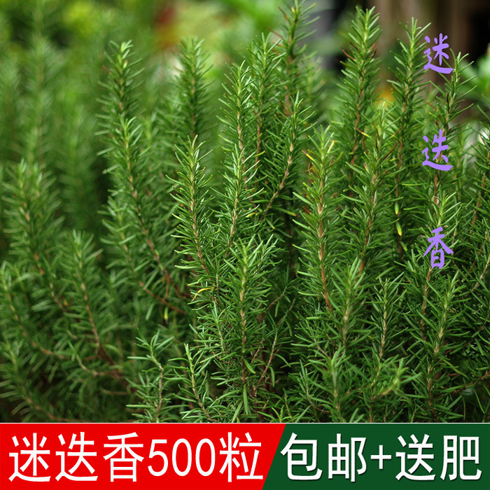 溢芳种业花卉盆栽草花籽迷迭香种子海洋之露艾菊阳台庭院都可播种