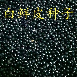 草药白鲜皮种子新采药材种籽春秋播种白鲜皮籽八股牛山牡丹羊鲜草