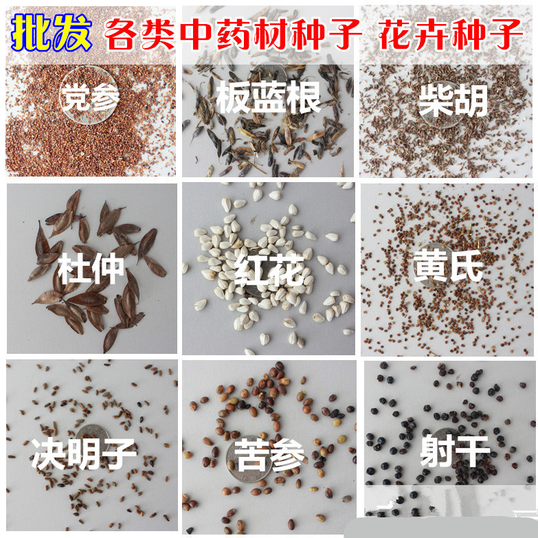 桔梗红花中药材种子图片