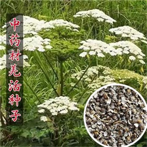 全新羌活种子羌青蚕羌川羌竹节羌黑药多年生耐寒中药材种子