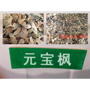 元宝枫种子 三角枫 五角枫种子 青枫种子红枫种子美国红枫树种子