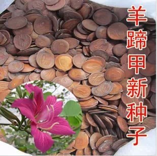 出售羊蹄甲种子 紫荆种子 玲甲花种子洋紫荆种子香港市花花树种子