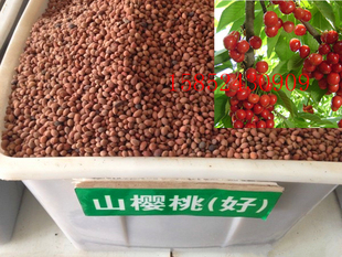 新采樱桃种子 正宗大青叶樱桃种子 山樱桃种子嫁接品种樱桃砧木红