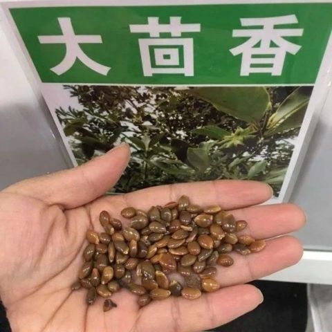 大红八角树种子八角籽大茴香树种籽调料大料大八角八角树八角种籽