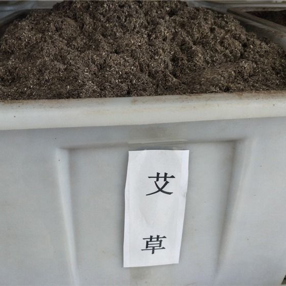 香艾草种子 食用艾蒿种子野生香草药用艾草籽蕲艾艾绒种子