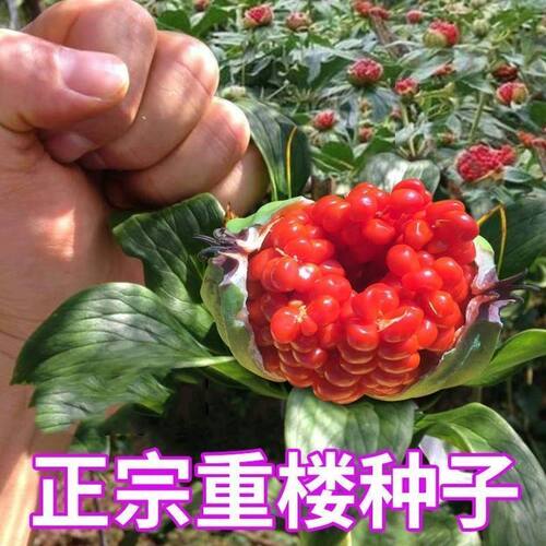 重楼种子独角莲种子七叶一枝花种子铁灯台籽种苗药材种子四季播种