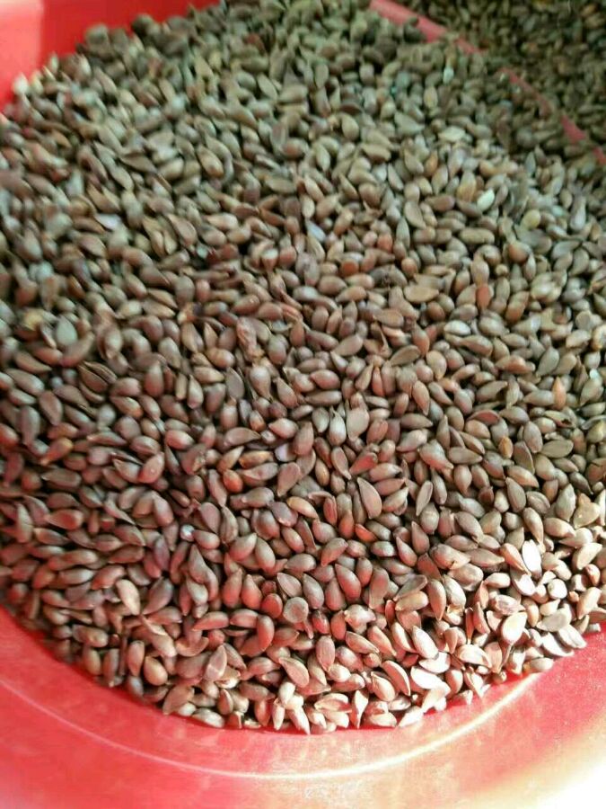 净籽海棠开花林木种子包邮